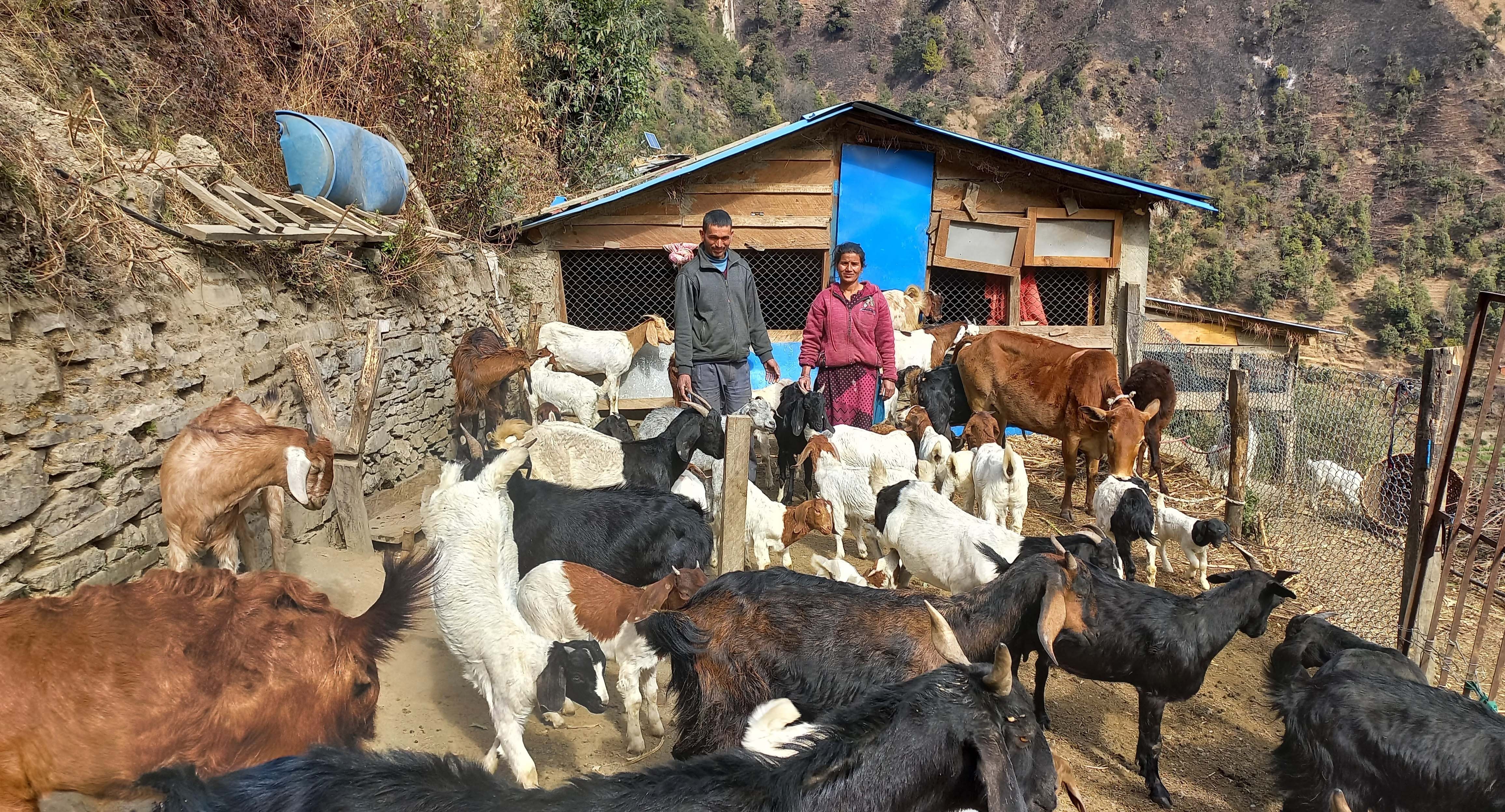 भारतबाट फर्किएर बाख्रापालन, वर्षमै ६ लाख आम्दानी