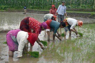 आज असार १५ अर्थात् धान दिवस, दहीच्यूरा खाने दिन