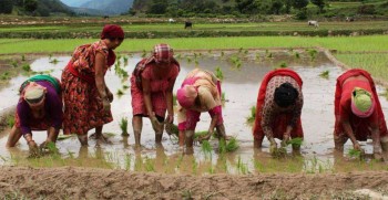 पाल्पामा स्थानीय जातका धान लोपोन्मुख अवस्थामा