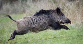 सर्लाहीमा बँदेलको आक्रमणबाट एक पुरुषको मृत्यु