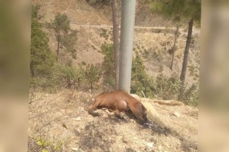 बैतडीमा विद्युतको पोलमा करेन्ट लाग्दा बाख्रो मर्यो