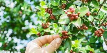 कफी खेती अवलोकन गर्न कृषक महाभारतमा