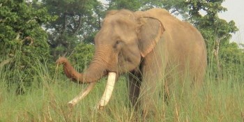 हात्ती परिचालन गरेर बाघको खोजी