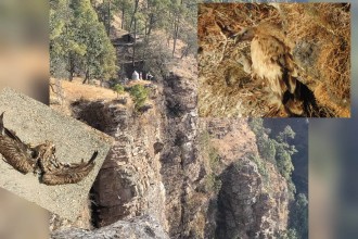 बैतडीः आगलागी र आहारा अभावले मर्दैछन् पहाडका गिद्ध