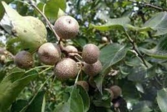 बैतडीसहित सुदूरपश्चिममा बालीनाली जोगाउन  हर्‍यालो हालिँदै