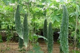 तरकारीले पाएन मूल्य