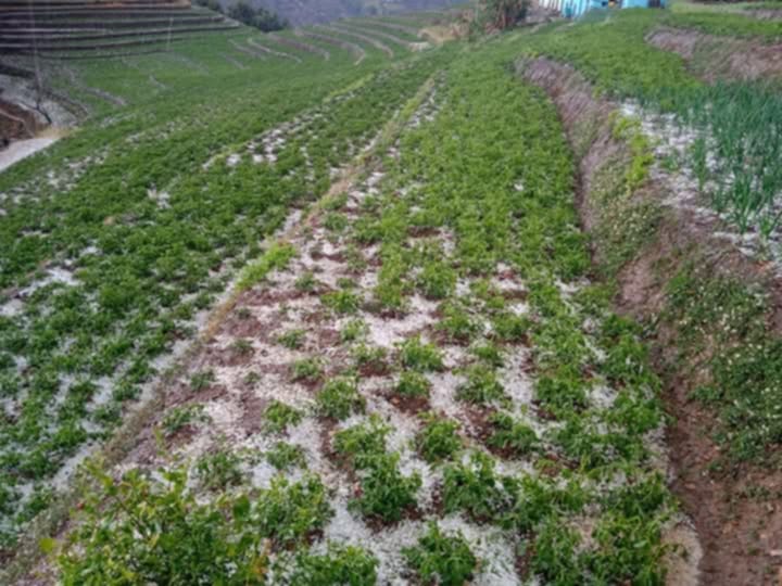 बैतडीमा असिना पानीले गहुँबाली र तरकारीको बेर्नामा क्षति