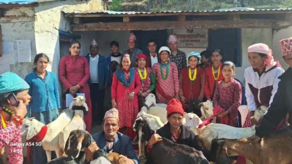 बैतडीः सिगासमा विपन्न वर्गका लागि जिविकोपार्जन कार्यक्रम अन्तर्गत बाख्रा वितरण 
