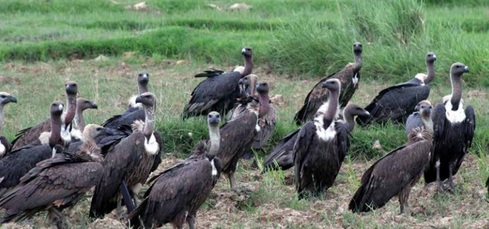 गिद्ध संरक्षणसँगै पर्यटकीय र अध्ययन केन्द्रका रूपमा विकसित हुँदै जटायु रेष्टुरेन्ट